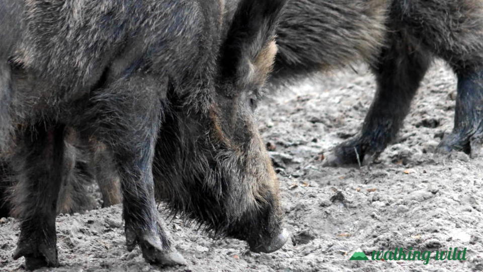 Wildschweine sind dämmerungs- und nachtaktiv