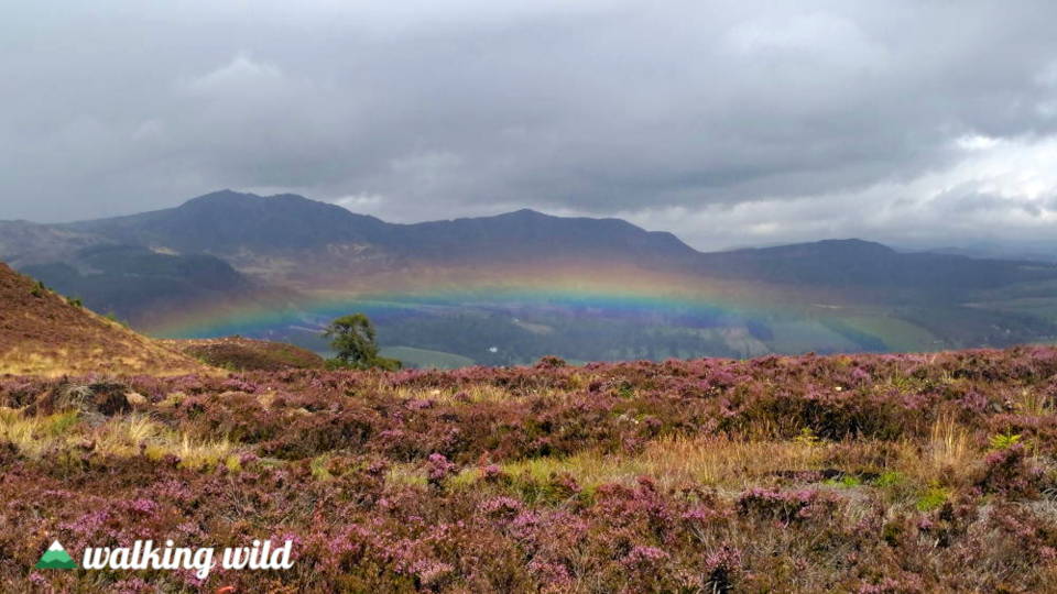 Regenbogen und Heide in Pitlochry