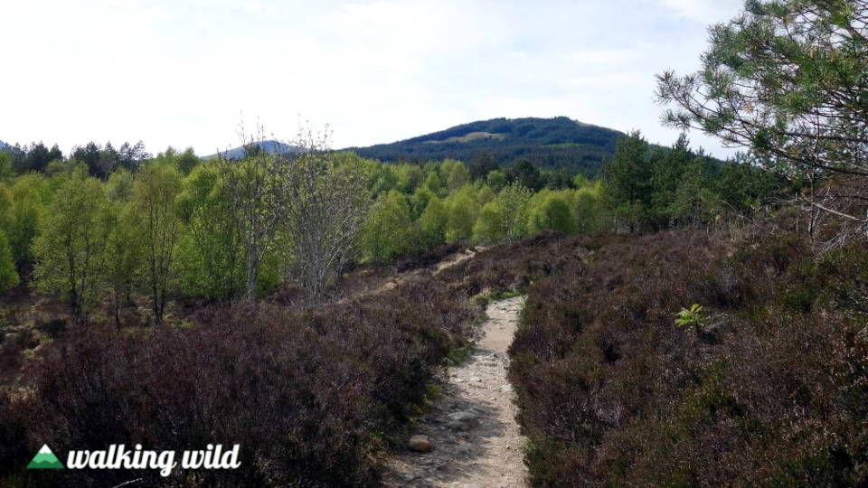 Wanderweg durch Heidelandschaft in Schottland